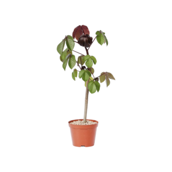 Jatropha gossypifolia