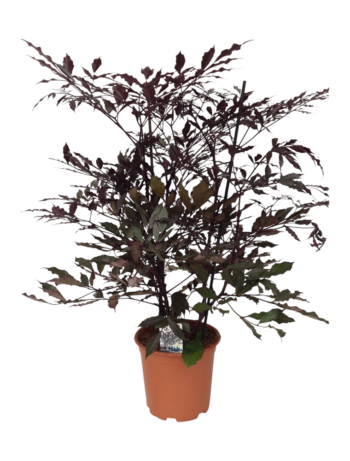 Leea burgundy 1975 plantlovers zimmerpflanze