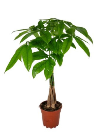 pachira aquatica glückskastanie 17