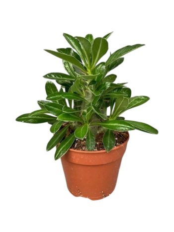 Pachypodium-saundersii-1530