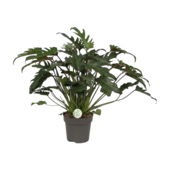 Philodendron Xanadu Baumfreund 2165 plantlovers