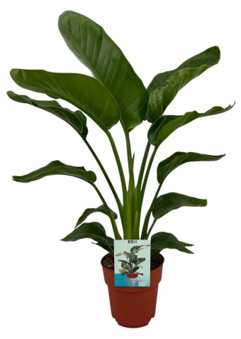 Strelitzia nicolai baumstrelitzie 1775
