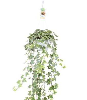 hedera helix goldchild efeu panachiert 17