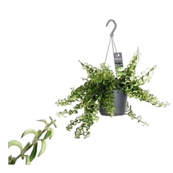 Aeschynanthus Swing