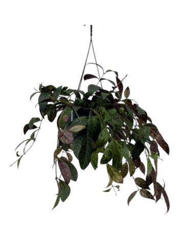Aeschynanthus marmoratus Schamblume