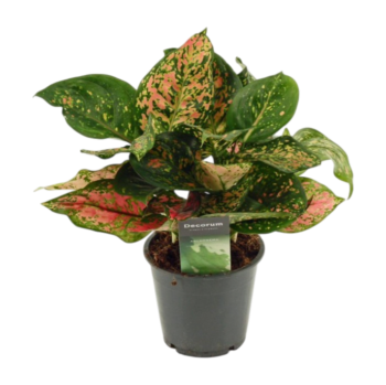 Aglaonema Amanyance Kolbenfaden 12