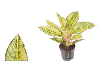 Aglaonema Chartreuse Pretty Kolbenfaden Zimmerfpanze schweiz