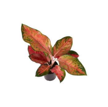 Aglaonema chili red Kolbenfaden