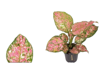 Aglaonema jazzy red Kolbenfaden zimmerpflanze plantlovers 12