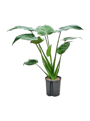 Alocasia cucullata pfeilblatt elefantenohr hydrokultur 1819 plantlovers 80