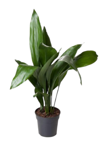 Aspidistra elatior Schusterpalme-21-plantlovers-90