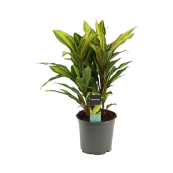 Cordyline fruticosa kiwi keulenlilie 19