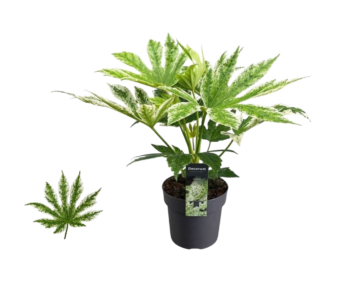 fatsia japonica spider web variegata 17