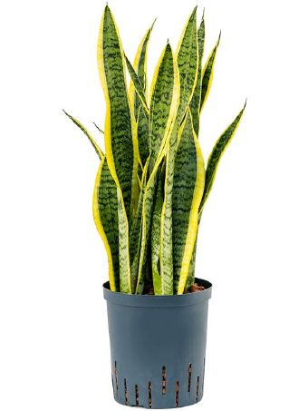 Sansevieria Trifasciata Laurentii Bogenhanf Hydrokultur 1819 plantlovers 55