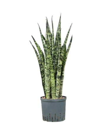 Sansevieria Zeylanica Bogenhanf 2219 hydrokultur 80