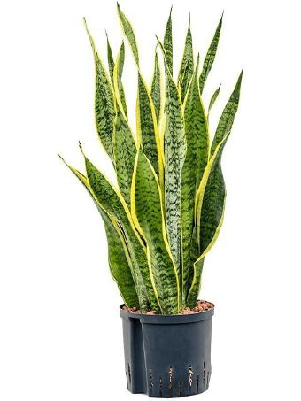 Sansevieria trifasciata Laurentii Bogenhanf 2219 Hydrokultur