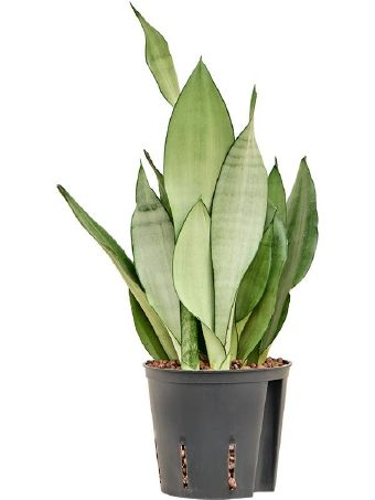 Sansevieria trifasciata moonshine Bogenhanf Hydrokultur 1312
