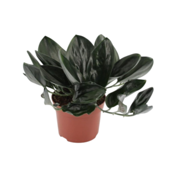 scindapsus treubii dark efeutute 15